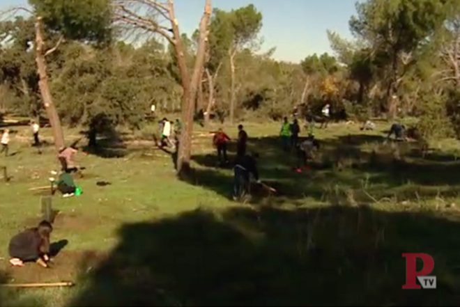 Reforestación en la Casa de Campo con el proyecto de Re-Planta - Madrid ...